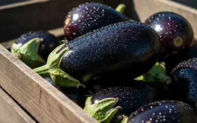 Berenjena: todos los beneficios para tu salud