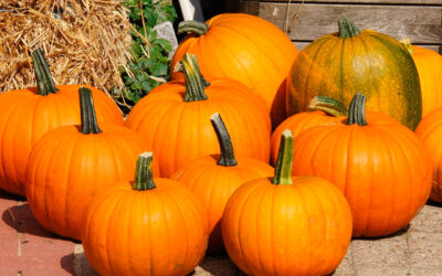 Calabaza: todas sus propiedades y beneficios