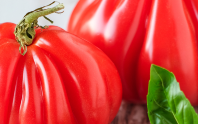 Las mejores variedades de tomate