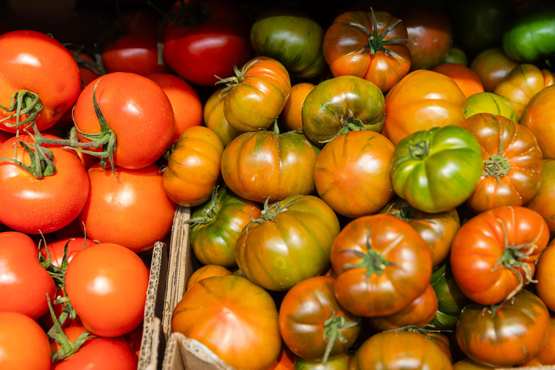 tomates-1
